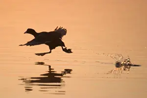 Coot Taking off at Sunrise Norfolk Broads UK