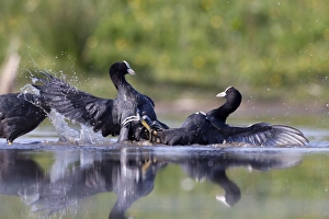Coot - territorial fight between rival birds resident on same pond Coot - territorial fight between rival birds resident on same pond