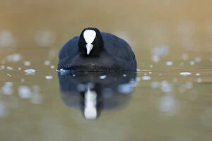 Coot - on Water - Cornwall - UK