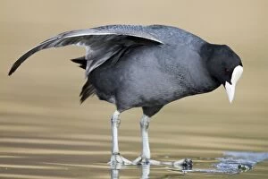 Images Dated 19th February 2011: Coot - wing stretching