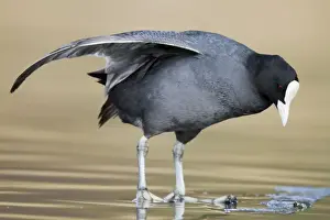 Coots Prints: Coot - wing stretching - Cornwall - UK
