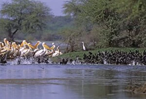 Coots runing past Rosy / White Pelicans (Pelecanus Onocrotalus)