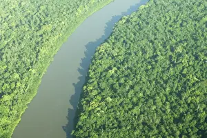 Canopy Prints: Coppename River and Rainforest Central Suriname Nature Reserve South America