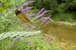 Copper Demoiselle Dragonfly - female in habitat
