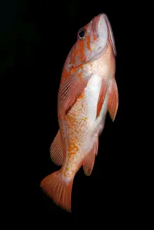 Copper Rockfish - swimming up towards the surface. Eastern Pacific coast and kelp beds from Alaska to Mexico