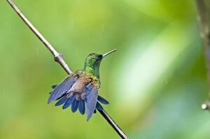 Copper-rumped Hummingbird - on branch wings out bathing in rain