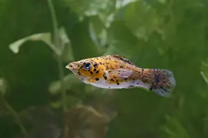 Copper spotted molly – side view – variant UK