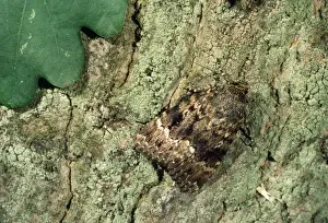 Underwing Prints: Copper Underwing Moth