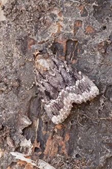 Copper Underwing - at rest on dead wood