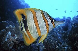 Butterflyfish Gallery: Copperband Butterflyfish (composite image)
