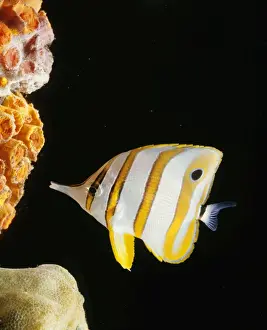 Marine Prints: Copperband / Long-nosed Butterfly Fish - feeding at coral