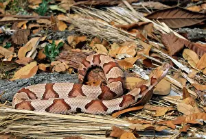 Snakes Prints: Copperhead Snake - Florida USA