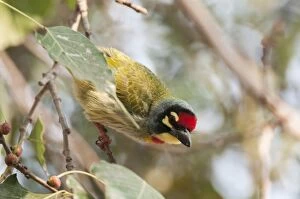 Coppersmith barbet - looking down - on branch