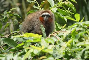Coppery Titi / Red Titi Monkey - Amacayacu Nationalpark - Colombia