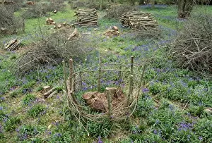 Coppice - Fence protecting new Coppice stool (Woodland management) UK
