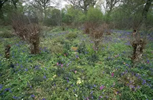 Coppice Prints: Coppice Flowers Norfolk, UK