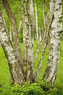 Baltic Gallery: Coppiced Downy Birch trunks in Laelatu Wooded Meadow
