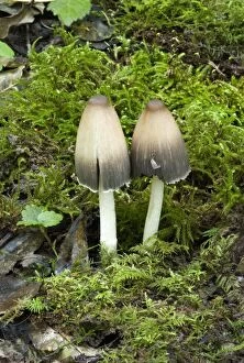 Images Dated 27th October 2007: Coprinus impatiens - Found in leaf litter or soil in broad -leaved woods - especially beech. October