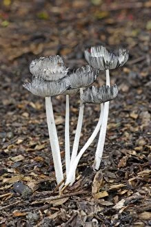 Coprinus lagopus - Habitat - on leaf litter or soil in shady woods - less frequently in fields