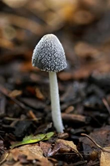 Images Dated 10th January 2007: Coprinus lagopus - A tallish, fragile grey agaric - cap covered with whitish-grey fibrils