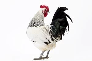 Rooster Gallery: Coq de Contres Chicken Cockerel / Rooster