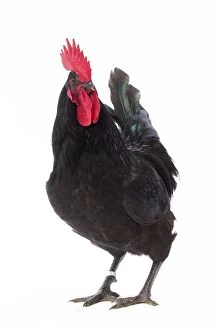 Comb Gallery: Coq de Herve / Herve Chicken Cockerel / Rooster