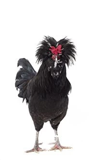 Coq de Houdan / Houdan Chicken Cockerel / Rooster