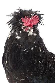 Coq Houdan nain Chicken Cockerel / Rooster
