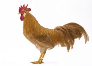 Coq Italien Chicken Cockerel / Rooster