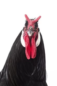 Comb Gallery: Coq De la Fleche Chicken Cockerel / Rooster