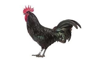 Roosters Gallery: Coq noir De Janze Chicken Cockerel / Rooster