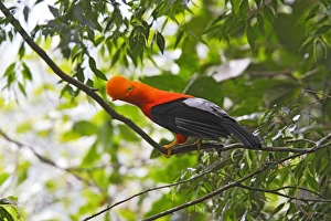 Images Dated 11th February 2006: Coq de roche des Andes. Andes de Merida. Venezuela Andean Cock of the rock. Rupicola peruviana