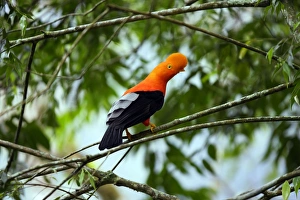 Images Dated 13th February 2006: Coq de roche des Andes. Andes de Merida. Venezuela Andean Cock of the rock. Rupicola peruviana