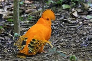 Images Dated 3rd February 2007: coq de roche orange male