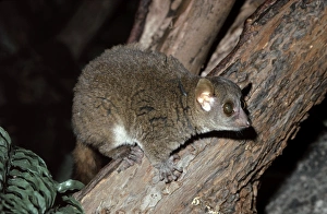 Images Dated 17th March 2006: Coquerel's Mouse Lemur - nocturnal. Endangered Southwest Madagascar
