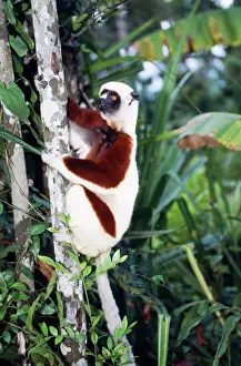 Endemic Prints: Coquerel's Sifaka