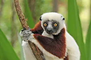 Sifaka Prints: Coquerel's Sifaka - Ankarafantsika National Park - Madagascar