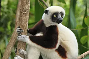 Coquerel's Sifaka - Ankarafantsika National Park - Madagascar