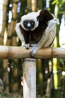 Bamboo Gallery: Coquerel's Sifaka Lemur on bamboo tree
