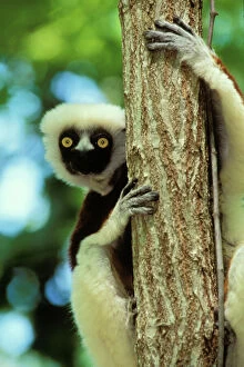 Images Dated 24th February 2005: Coquerel's Sifaka (Propithecus verreauxi), Endangered Species Madagascar 3MP66