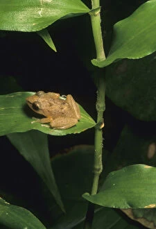 Coqui frog on leaf, El Yunque Forest, Puerto