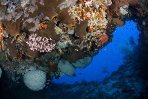 Alor Gallery: Coral in cave