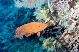 Cods Prints: Coral cod (Cephalopholis miniata). Similan Islands, Andaman Sea, Thailand