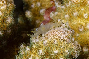 Coral Commensal Shrimp - camouflaged on Hard Coral, Acropora sp - night dive, Seraya Secrets dive site, Seraya