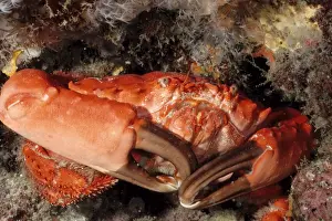 Pincers Prints: Coral crab (Etisus splendidus). Andaman Sea, Myanmar