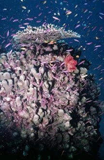 Images Dated 27th January 2006: Coral - fish feeding on plankton Great Barrier Reef, Austalia