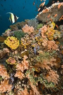 Images Dated 25th March 2007: Coral garden - with single Moorish idol and school of Fairyy basslets swimming over a reef adorned