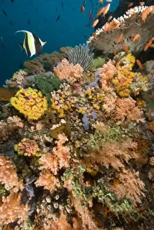 Crinoids Prints: Coral garden - with single Moorish idol and school of Fairyy basslets swimming over a reef adorned with hard coral