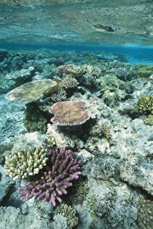 Images Dated 3rd September 2009: Coral - Great Barrier Reef marine park - Australia