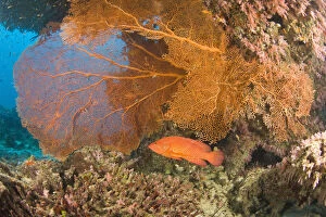 Coral Grouper (Cephalopholis miniata), scuba
